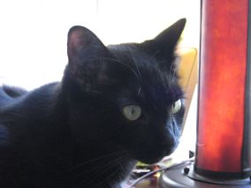 Introspective Charles